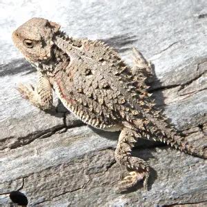 Greater Short-Horned Lizard - Facts, Diet, Habitat & Pictures on ...