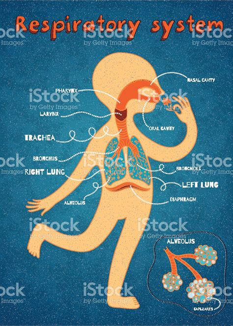 Respiratory System Animation For Kids