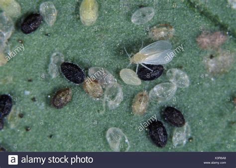 Whitefly larvae pupae parasitised by a parasitoid wasp Encarsia formosa ...