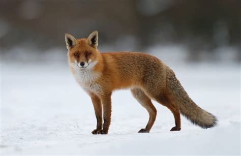 7 Places Foxes Go in the Winter (And When They Return) - Pest Pointers