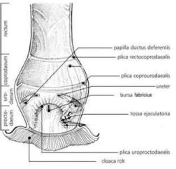 Avian (Bird) Anatomy - Images of Cloaca and Bursa of Fabricus