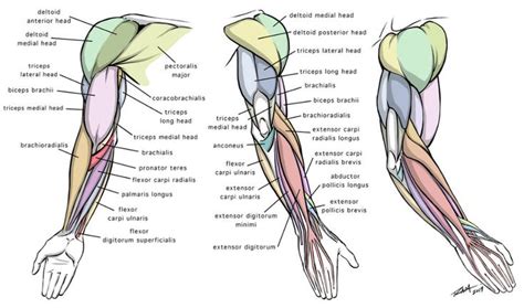 Arm Anatomy Diagram for Artists by robertmarzullo on DeviantArt | Arm ...