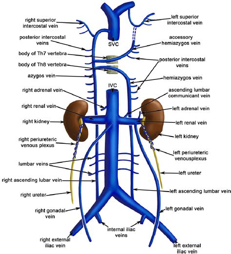 Figure 1 from Congenital absence of inferior vena cava. | Semantic Scholar