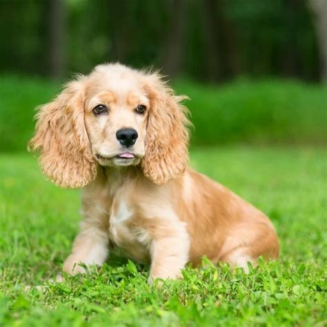 Cocker Spaniel Breeders | Reputable Breeders: Perfect Pooches