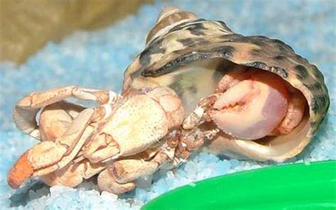 What is molting in hermit crabs