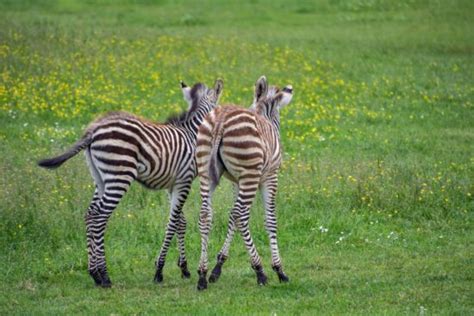 Free picture: animal, wildlife, grass, zebra, Africa, safari, wild