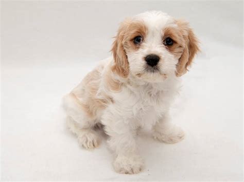 ﻿Cavachon Q&A - My Next Puppy