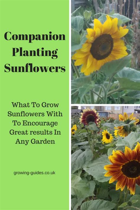 Companion Planting Sunflowers - Growing Guides