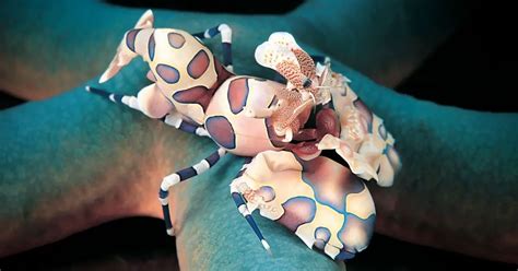 Harlequin Shrimp Eating Habits, Will They Eat Serpent Starfish?