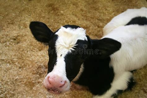 Holstein Calf stock photo. Image of grazing, cows, bullock - 20516638