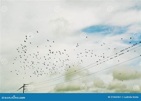 Silhouette of Birds in a Sky. Stock Image - Image of bird, nature: 21562361