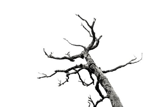 Picture Of A Tree Branch - Cliparts.co