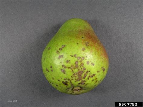 Pear scab | Pome fruits | Fruit and nut diseases | Plant diseases ...