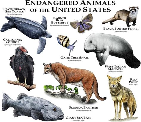 Endangered Animals