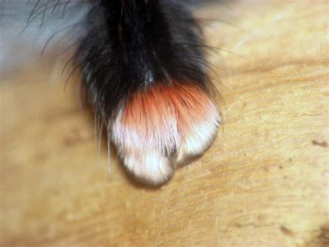 The science of spider paws