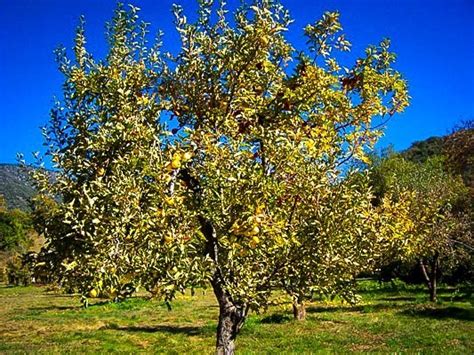 Golden Delicious Apple Tree For Sale | The Tree Center™