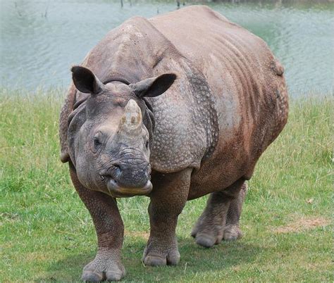 One Horned Rhino - Facts For Kids, Wild Life & Nature - Kinooze