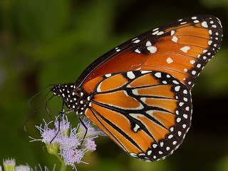 Queen Butterfly, Zilker Botanical Gardens, Austin, TX set … | Flickr