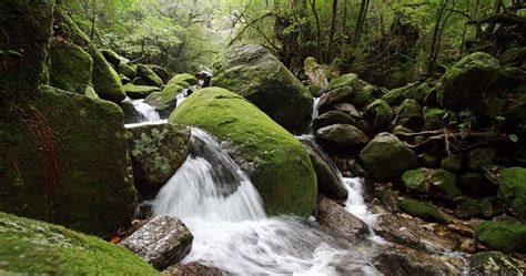 12 Best Things to Do on Yakushima Island