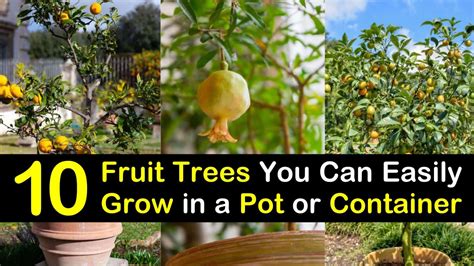 10 Fruit Trees You Can Easily Grow in a Pot or Container