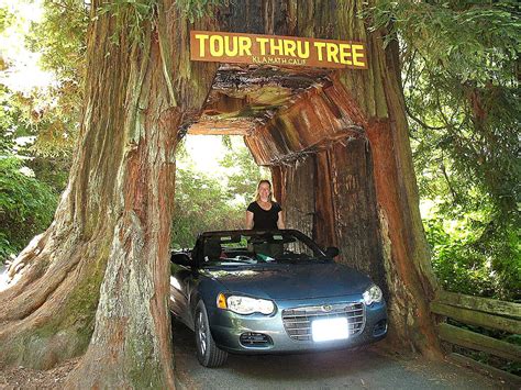 10 must-see giant redwoods in California