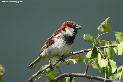 Passer italiae (italian sparrow--passero d'Italia) photo - robertoparmiggiani photos at pbase.com