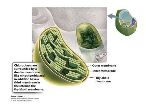 All about Chloroplasts Flashcards | Quizlet