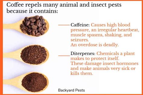 Coffee Grounds Deter These 14 Pests (And 1 Pest They Attract ...