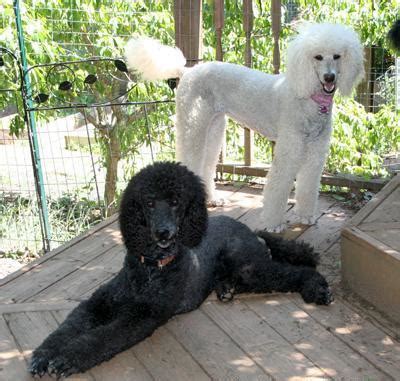 AKC Standard Poodle Puppies for sale for Sale in Winston Salem, North ...