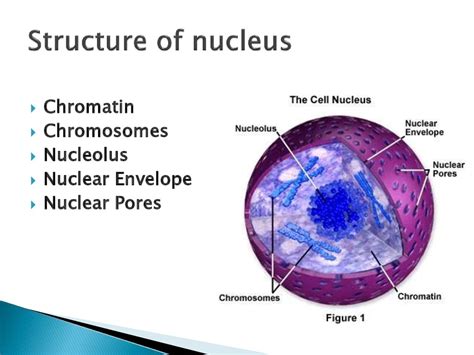 Nucleus Function In Plant Cell Ks3 - Prilly's Portfolio: Cell growth and division : Ks3 plant ...