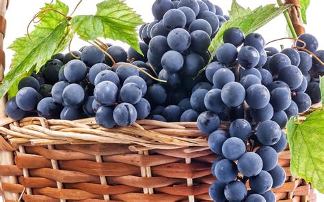 Lush Grape Harvest HD Wallpaper