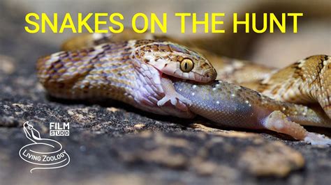 Snakes hunting and eating geckos - YouTube