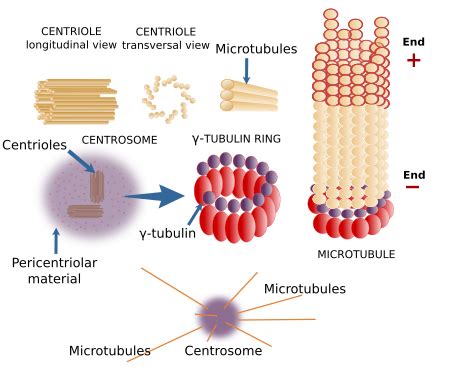 Microtubule Animal Cell