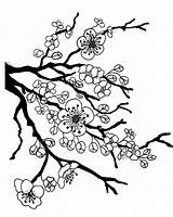 Beautiful Cherry Blossom Coloring Pages sketch template