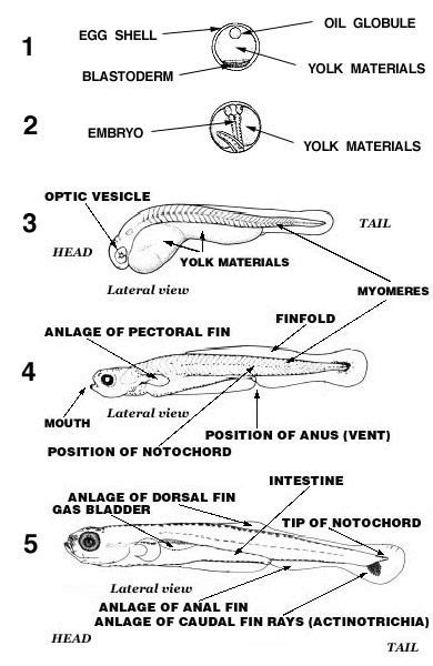 77 Best of What Is Larval Development - insectza