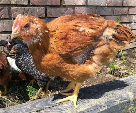 Red Ranger Chicken: Eggs, Height, Size and Raising Tips