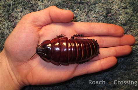 Giant Rhinoceros Cockroach - Roach Crossing