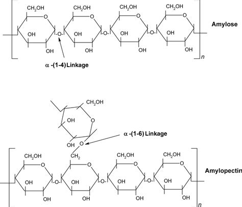 1 Chemical structure of starch with amylose and amylopectin units. | Download Scientific Diagram