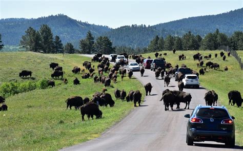 10 Reasons to Visit Custer State Park in South Dakota – Dang Travelers