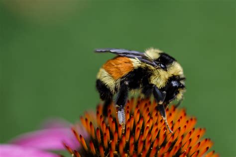 What Is An Orange-belted Bumblebee? | A Deep Dive | BeesWiki