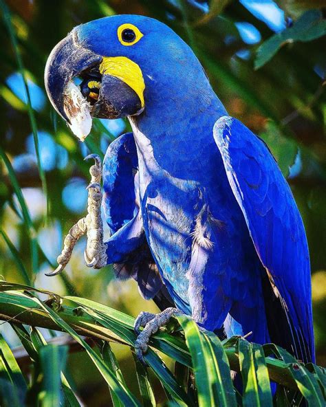 HYACINTH MACAW The largest Macaw in the world, with the strongest peak but the most threatened ...