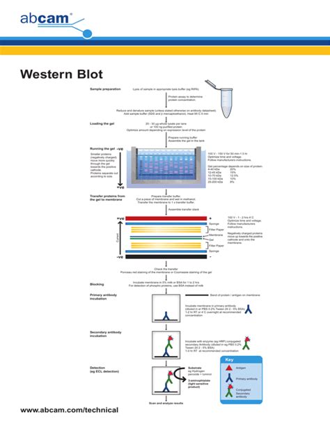 Western Blot Transfer Voltage And Time