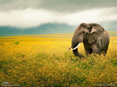 :) elephants are one of the most amazing animals in the world Elephant Trunk, Elephant Love ...