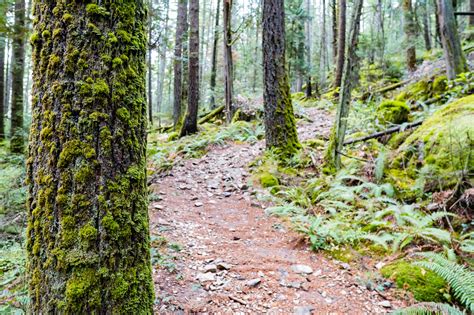 Hiking Sugar Mountain in Belcarra Regional Park - Best Hikes BC