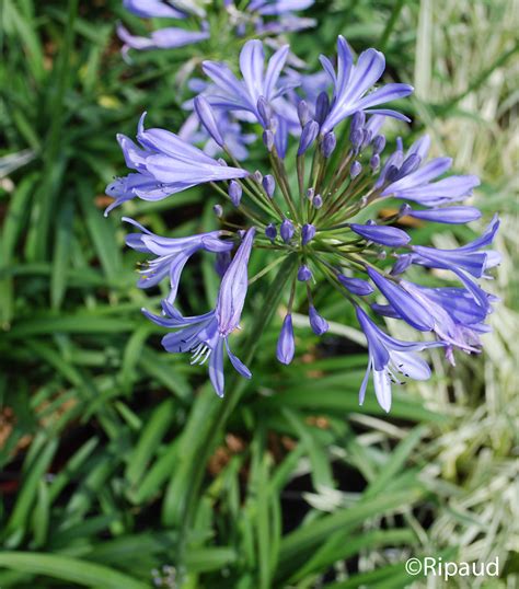 AGAPANTHUS Peter pan