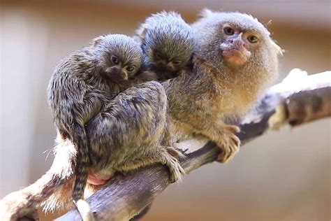 World's smallest monkey pygmy marmoset gives birth to 15g twins at NSW ...