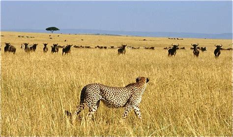 Threatened ... cheetah in its natural habitat | Baby animals, Animals, Habitats