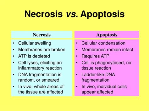 PPT - APOPTOSIS: An overview PowerPoint Presentation, free download - ID:3643088