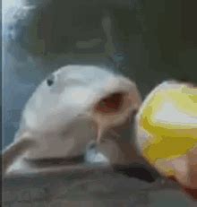 Fish Slap GIFs | Tenor