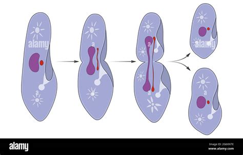 Bacterias De Fisión Binaria